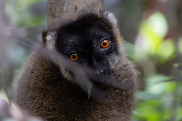 Red fronted brown lemur