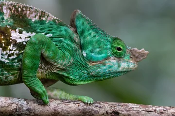  Parson's chameleon © Raphael