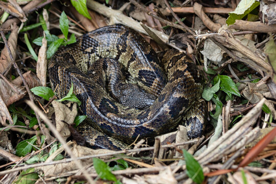 Madagascar ground boa