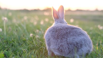 A gray bunny on a green meadow at sunset. A rabbit in a green field