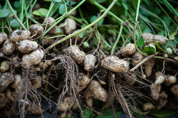 peanuts plants with roots plants harvest of peanut .