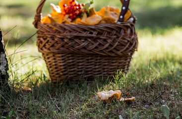 Noble, edible chanterelle mushrooms. Yellow chanterelles in a beautiful wicker basket in a birch...