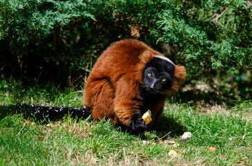 lemur on tree © Guillaume