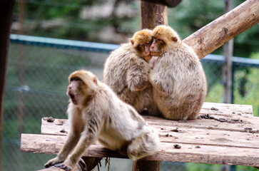 japanese macaque sitting on the ground