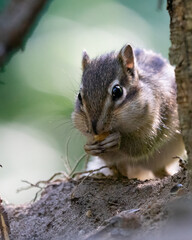 Fototapeta premium Squirrel eating in the tree