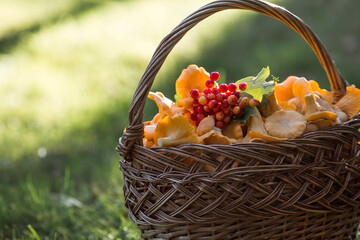 Noble, edible chanterelle mushrooms. Yellow chanterelles in a beautiful wicker basket in a birch...