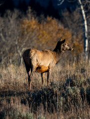 elk
