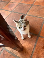 Cat relaxing in the local restaurant, Khmer Taste Restaurant, Siem Reap, Cambodia