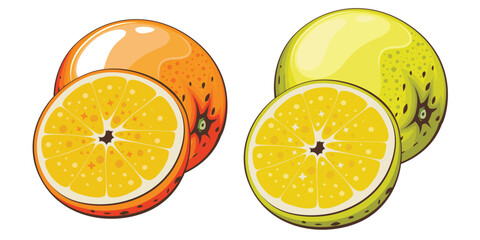 Orange isolated vector illustration. Fruits colorful illustrations isolated on white background.  Fruit collection. 