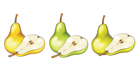 Pear isolated vector illustration. Fruits colorful illustrations isolated on white background.  Fruit collection. 