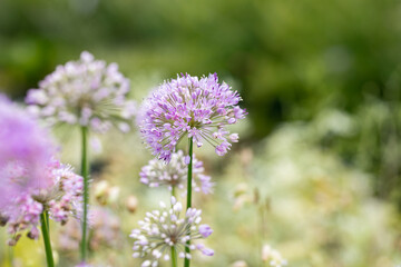 Close up on a Allium inflorescence. A meadow of Allium plants in the wild. It is a popular plant used for food and ornamental purposes.