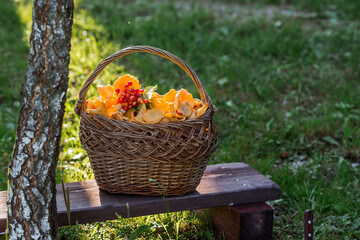 Noble, edible chanterelle mushrooms. Yellow chanterelles in a beautiful wicker basket in a birch...