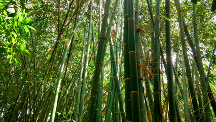 Lush bamboo forest