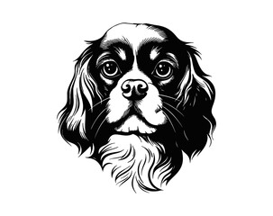 cavalier king charles spaniel dog portrait
