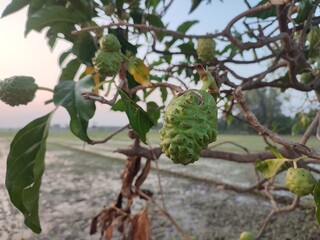 Noni or keumeudee, pace, kemudu, kudu, bentis, pace, tibah is a flowering plant originating from Southeast Asia, belonging to the Rubiaceae family.