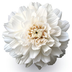  A single white carnation with a white background
