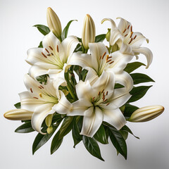 Fototapeta na wymiar A single white lily with a white background 