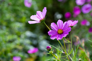 Purple cosmos flowers in the garden, beautiful summer flowers background.