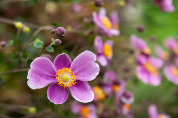 秋のシュウメイギク