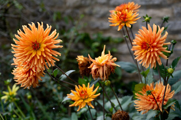 Orange Dahila pinnate or - garden dahlia. Summer garden flowers in bloom.