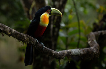 Colorful bird in the forest. Green-billed toucan (Ramphastos dicolorus), Atlantic Forest