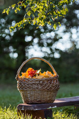 Noble, edible chanterelle mushrooms. Yellow chanterelles in a beautiful wicker basket in a birch...