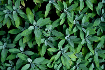 Common Sage, Broadleaf Sage - Salvia plants grow in herb garden