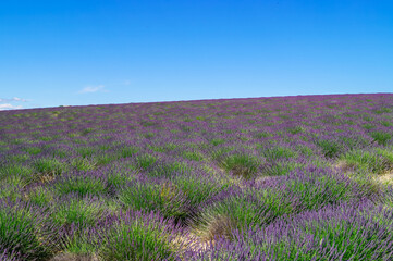 Blooming lavender field with purple rows of lavender, trees and clouds on the blue sky, Plateau de Valensole, Provence, Provence-Alpes-Cote d'Azur, France, Europe. Summertime on french countryside