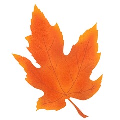 Autumn leaves. Digital illustration on the theme of autumn. Hand-drawn, high resolution, white background, isolates.