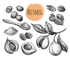 Nutmeg and mice spices set ink sketch.