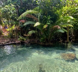 a photography of a river with a bunch of trees and plants, stingray in the water of a river...
