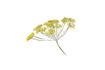 dill umbrella flower plant Dill, isolated on white