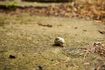 ślimak winniczek , Helix pomatia © Marcin Łazarczyk