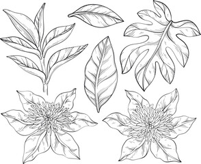 Black and white Clematis Flowers and leaves
