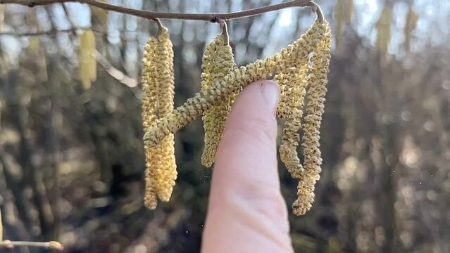 alder catkins in spring, slow-mo, close - up shot of beautiful blossoming branch