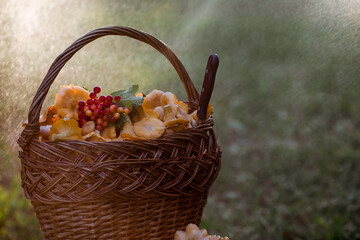 Noble, edible chanterelle mushrooms. Yellow chanterelles in a beautiful wicker basket in a birch...