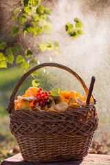 Fototapeta na wymiar Noble, edible chanterelle mushrooms. Yellow chanterelles in a beautiful wicker basket in a birch forest in the rain. Beautiful texture of nature background.