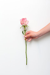 Woman hand holding a pink rose on white background. Isolated.