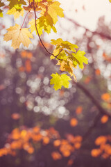 Fototapeta na wymiar Autumn background-yellow maple leaves in the city Park 