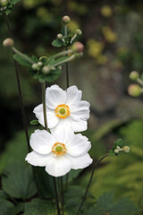 Two white Grapeleaf Anemone blooms, Staffordshire England
