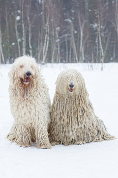 Male and female Komondor dogs sitting on white snow in the forest