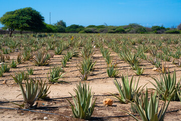 View of historic also vera plantation in Aruba