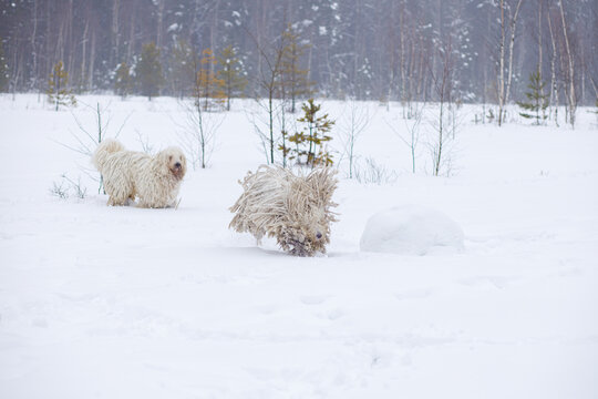 Beautiful walk of two herding dogs of the Komondor breed