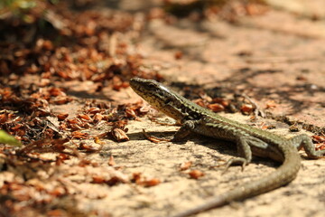 Gros plan d'une lézard