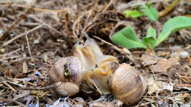 Garden snails engaged in mating behavior, forming pairs or groups while attached to each other under a light rain. Fascinating land snail interaction captured in the South of France.