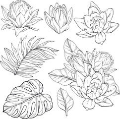 Black and white Lily flowers, monstera and palm