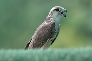 Peregrine Falcon waiting for its prey