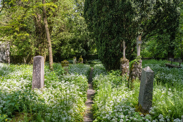 Alter Friedhof, überwuchert mit blühendem Bärlauch unterhalb der Burgruine Hohentwiel