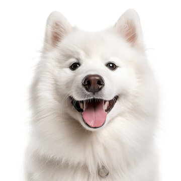 samoyed dog isolated on white