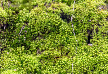 Fototapeta na wymiar green moss on the ground. Focus stacking image